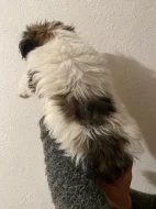 Coton de tulear