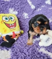 Kavalír king charles spaniel štěňátka s PP