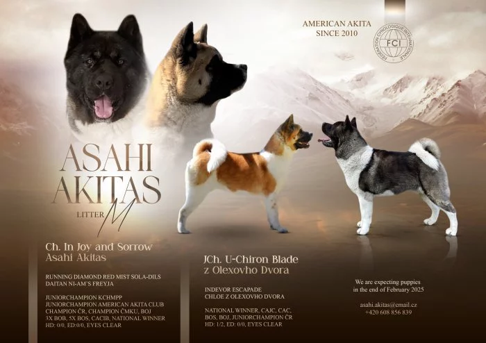 Americká Akita Štěňátka s PP