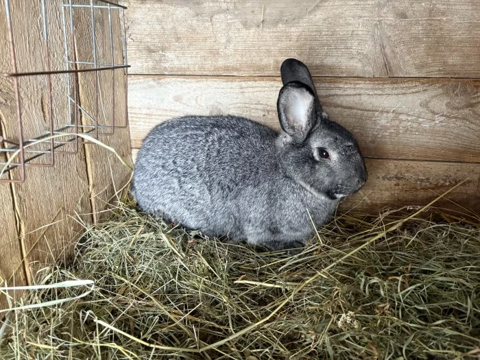 Králík činčila samec