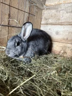 Králík činčila samec