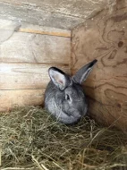 Králík činčila samec