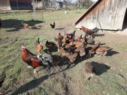 Kuřátka vlašky koroptví