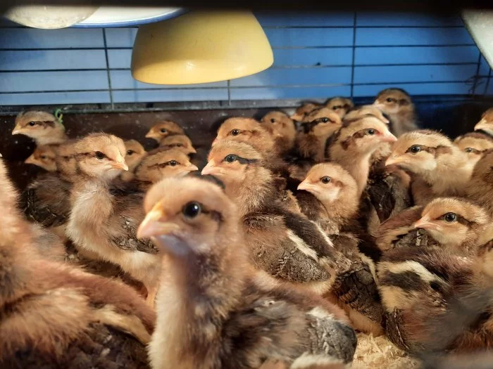 Kuřátka vlašky koroptví