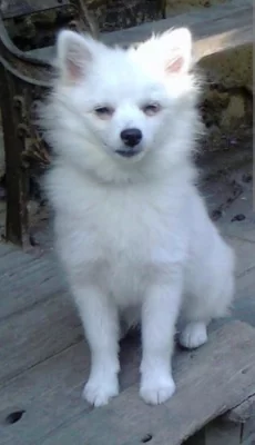 Scháním fenku holčičku