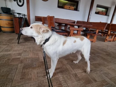 Velký pes perfektní do bytu!