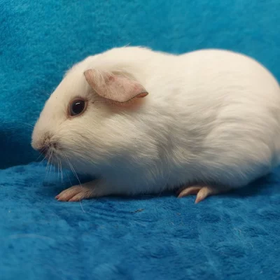 CHS prodá mláďata morčat