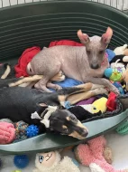 Peruánský naháč velký s Pp