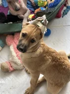 Peruánský naháč velký s Pp