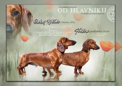 Jezevčík standard hladkosrstý