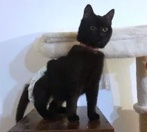 Kocourek Davídek hledá nový domov