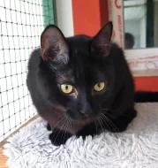 Kocourek Davídek hledá nový domov