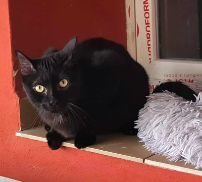 Kocourek Davídek hledá nový domov