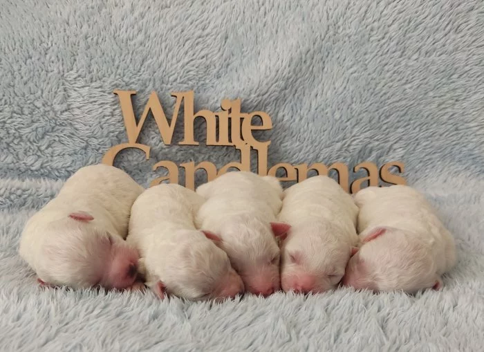 Štěňátka bišonků s PP