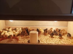 Odchovny na kuřata, perlíčata, krůťata, kachňata a housata - nabídka k prodeji