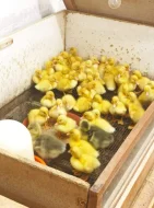 Odchovny na kuřata, perlíčata, krůťata, kachňata a housata - nabídka k prodeji