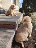 Štěňata Howavarta