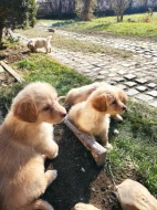 Štěňata Howavarta