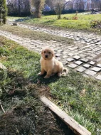 Štěňata Howavarta