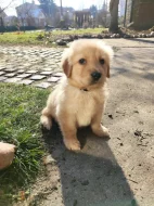 Štěňata Howavarta