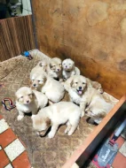 Štěňata Howavarta