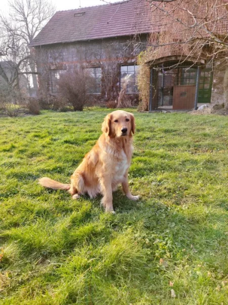 Štěňata Howavarta