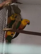 Prodám samce Aratinga jendaj