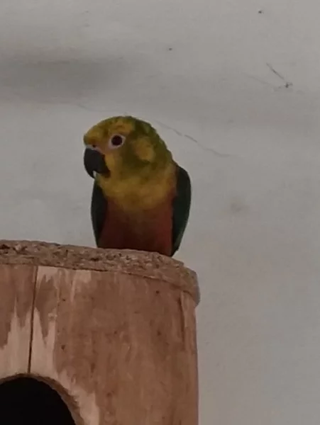 Prodám samce Aratinga jendaj