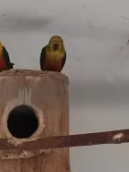 Prodám samce Aratinga jendaj