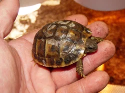 Želva zelenavá (Testudo hermanni)