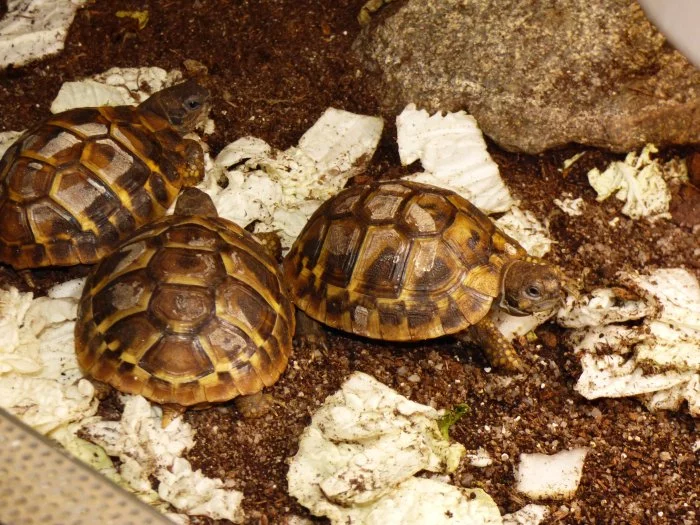 Želva zelenavá (Testudo hermanni)