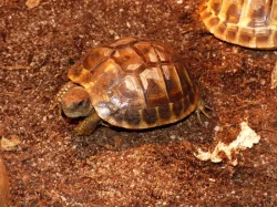 Želva zelenavá (Testudo hermanni)