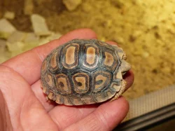 Želva pardálí (Stigmochelys pardalis)