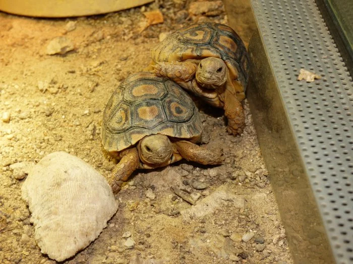 Želva pardálí (Stigmochelys pardalis)