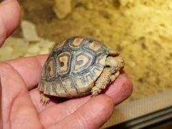 Želva pardálí (Stigmochelys pardalis)