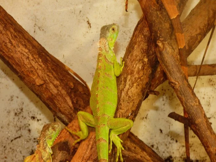 Leguán zelený (Iguana iguana)