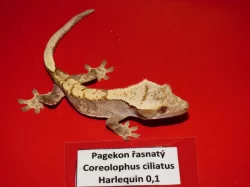 Pagekon řasnatý (Coreolophus ciliatus)
