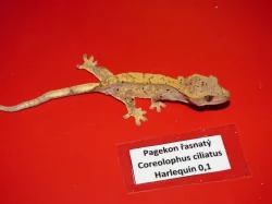 Pagekon řasnatý (Coreolophus ciliatus)