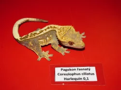 Pagekon řasnatý (Coreolophus ciliatus)