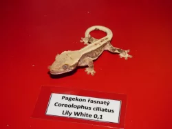 Pagekon řasnatý (Coreolophus ciliatus)