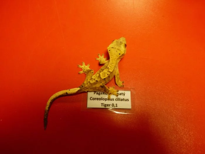 Pagekon řasnatý (Coreolophus ciliatus)