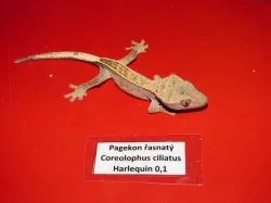 Pagekon řasnatý (Coreolophus ciliatus)