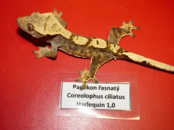 Pagekon řasnatý (Coreolophus ciliatus)