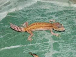 Gekončík noční (Eublepharis macularius)
