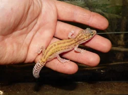 Gekončík noční (Eublepharis macularius)