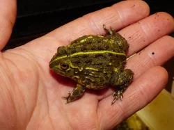 Hrabatka drsná (Pyxicephalus adspersus)