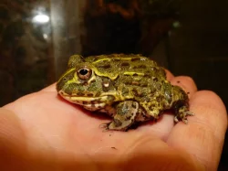 Hrabatka drsná (Pyxicephalus adspersus)