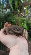 Ropucha obrovská (Rhinella marina)