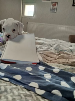 Německý boxer