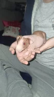 Skinny mazlíčci
